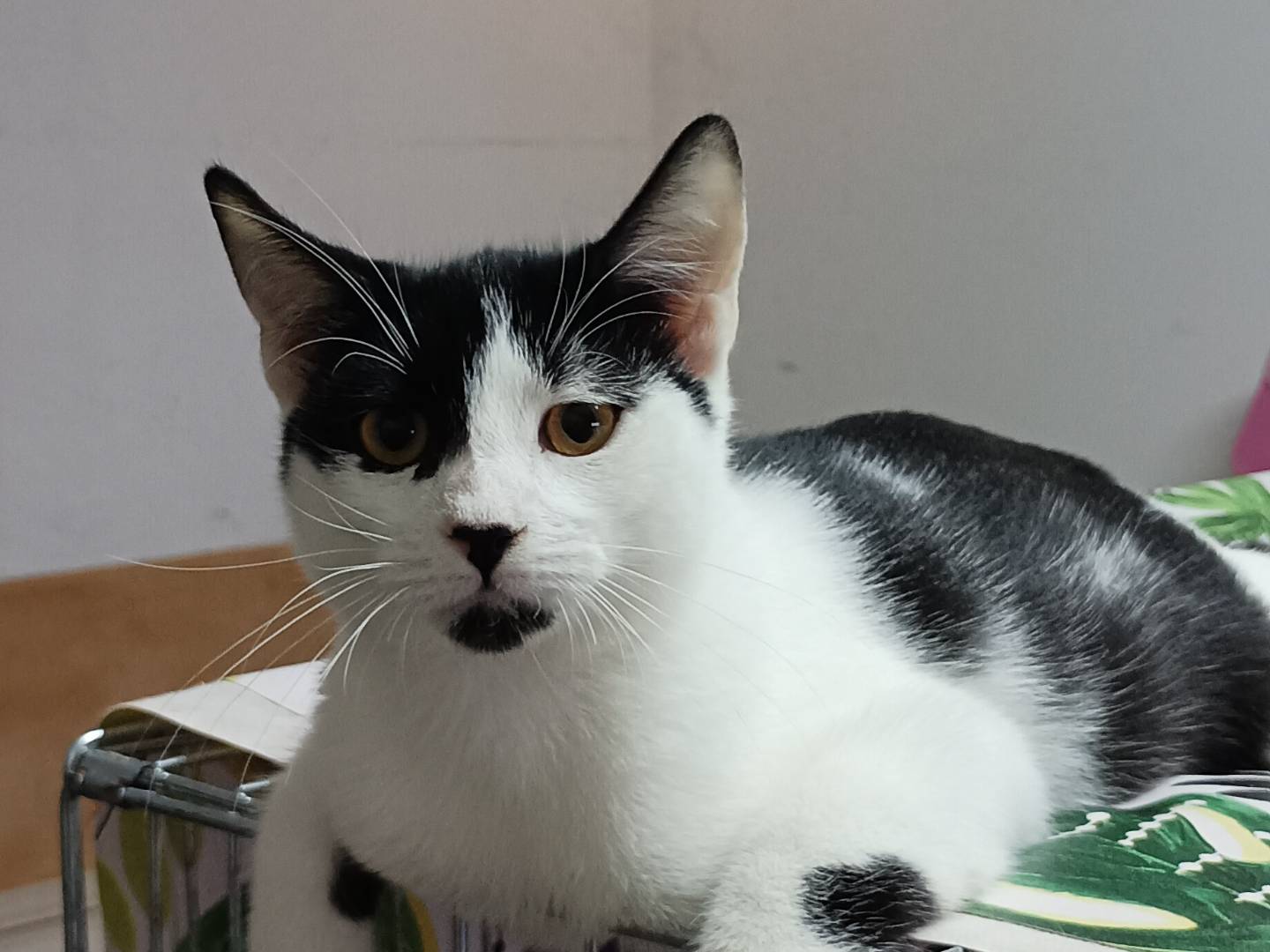 Vuoi adottare un gatto a Bari?