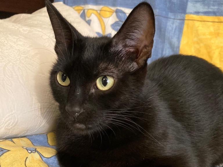 Adotta un gatto, femmina, 3 anni e 8 mesi, Ancona