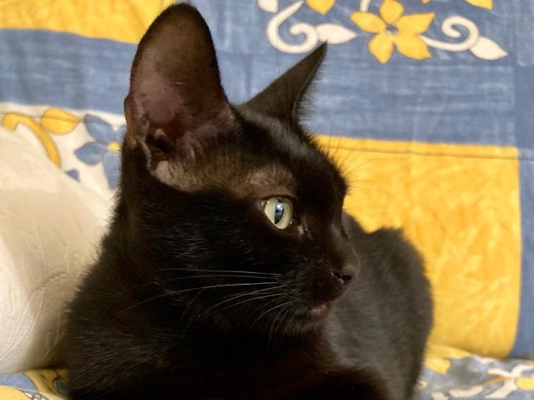 Adotta un gatto, taglia non valida, femmina, Ancona