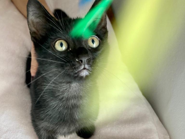 Adozione gatto, femmina, meticcio, 2 anni e 7 mesi, taglia non valida, Ancona