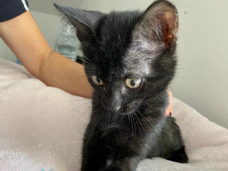 Adotta un gatto, femmina, 2 anni e 7 mesi, Ancona