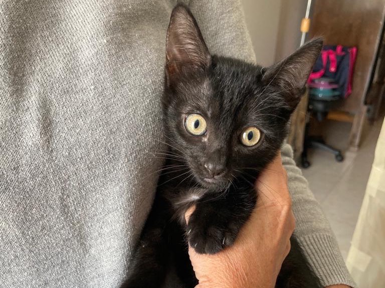 Adotta un gatto, taglia non valida, femmina, Ancona