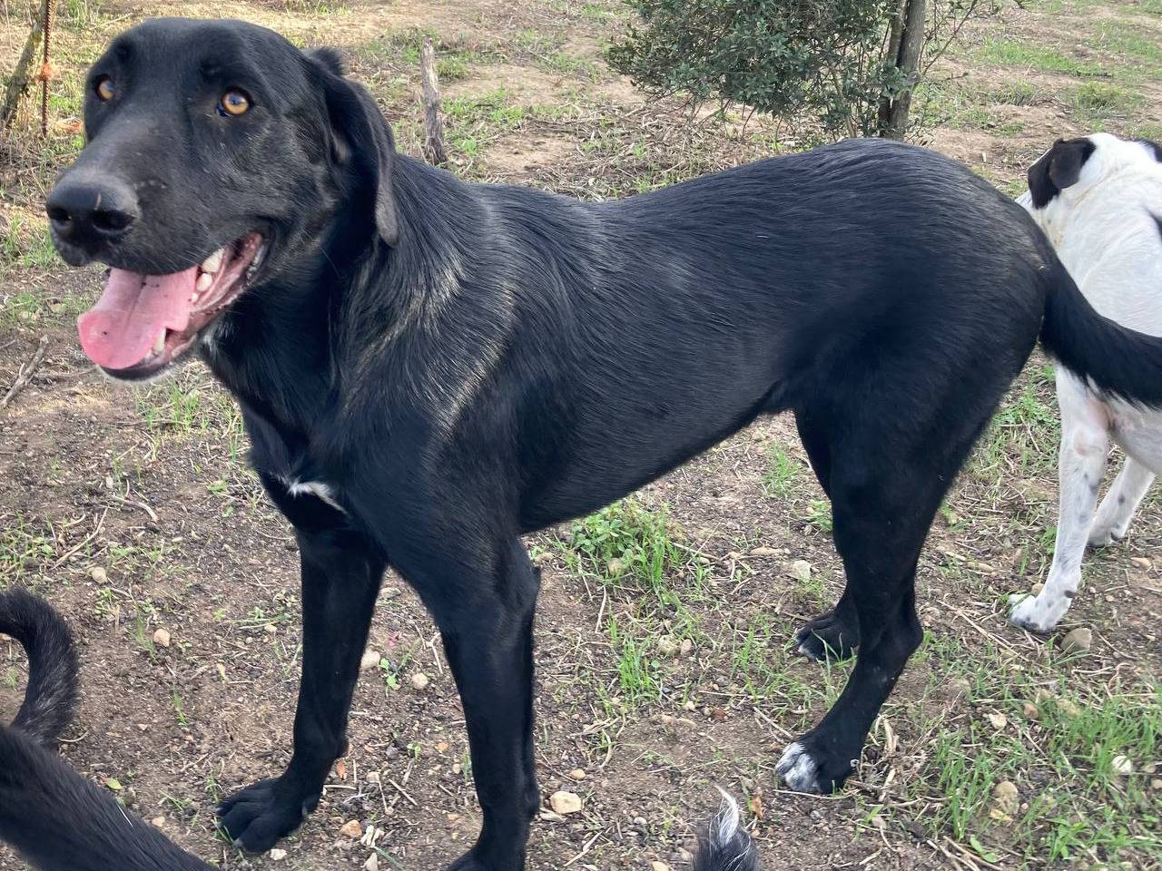Adotta il cane Vanni a Sud