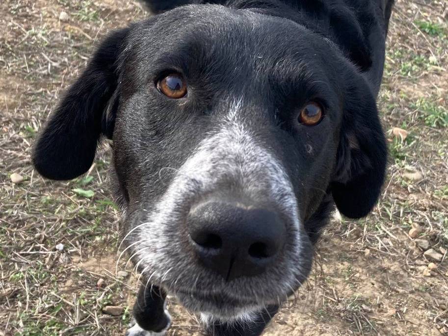 Adozione cane, maschio, meticcio, 1 anno e 9 mesi , taglia grande, Sud