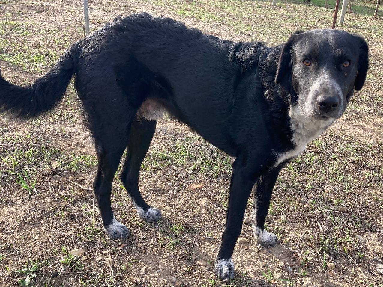 Vuoi adottare un cane a Sud?