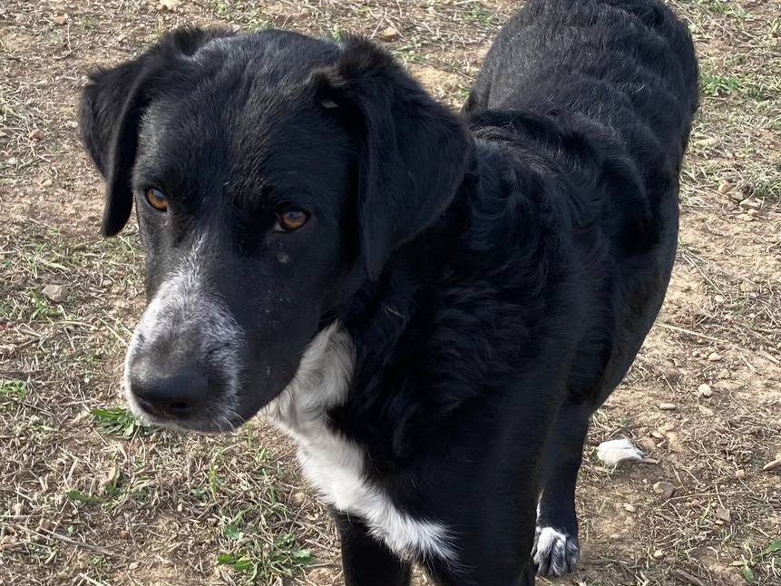 Adotta il cane Corradino a Sud