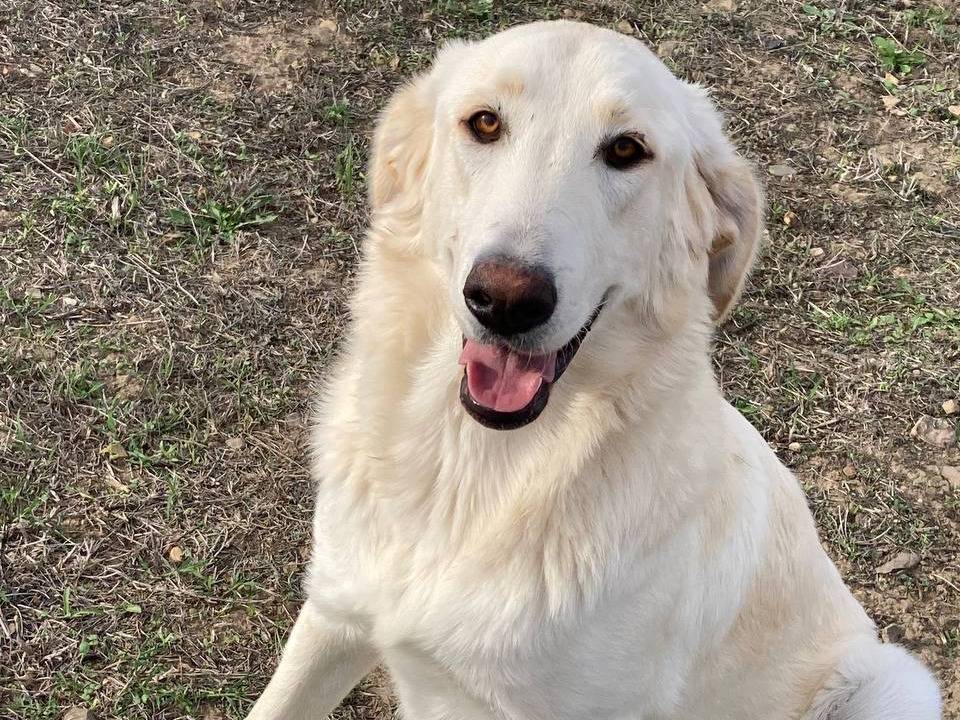 Adotta il cane Oxana a Sud