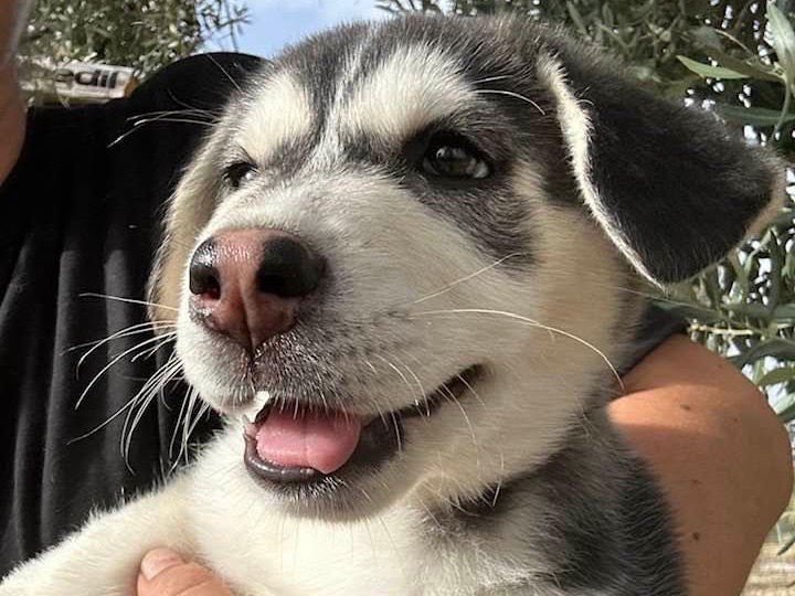 Adozione cane, maschio, Siberian Husky, 3 anni e 1 mese, taglia media, Siracusa