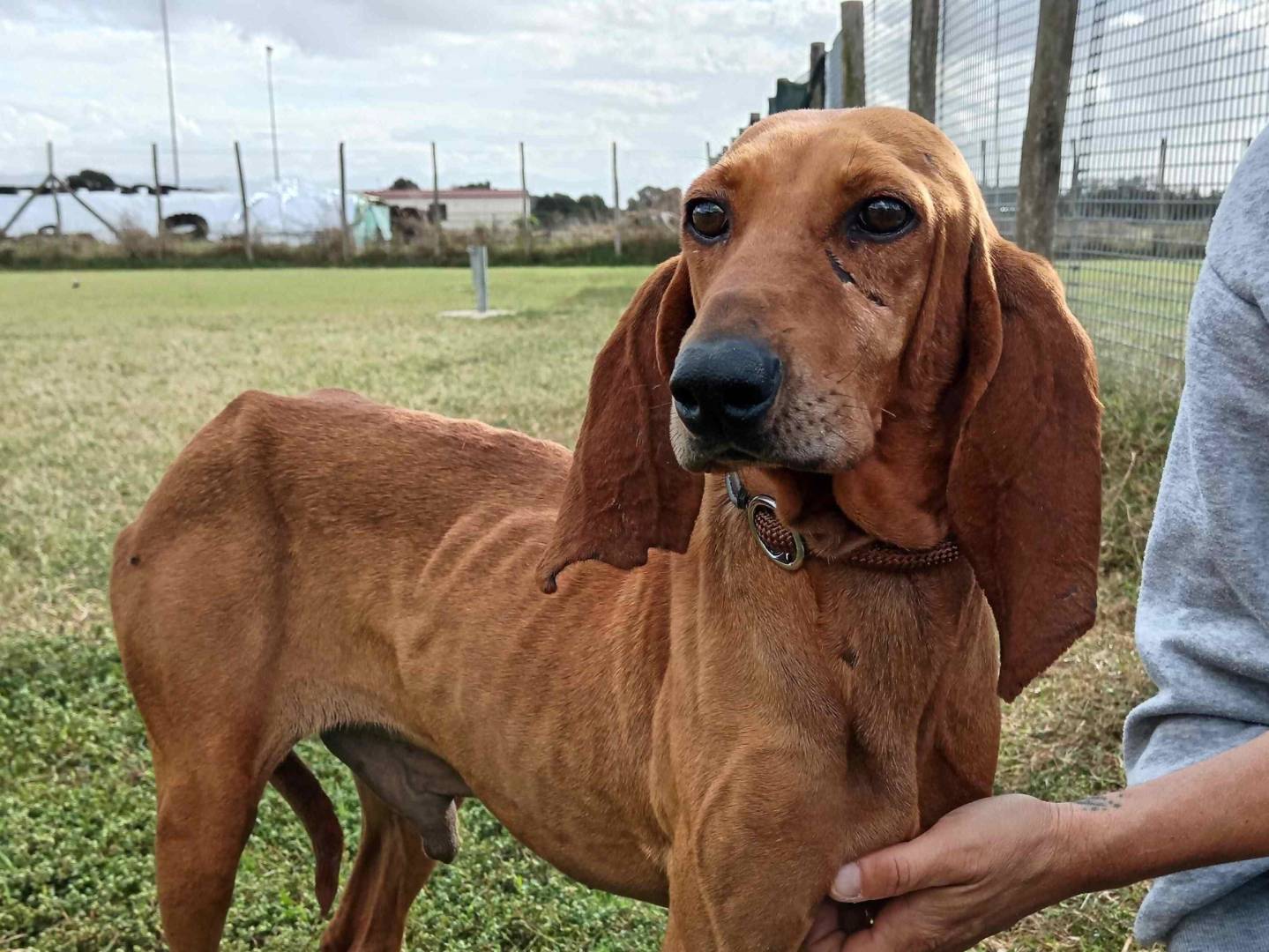 Adozione cane, maschio, Segugio, 6 anni  e 5 mesi , taglia media contenuta, Latina