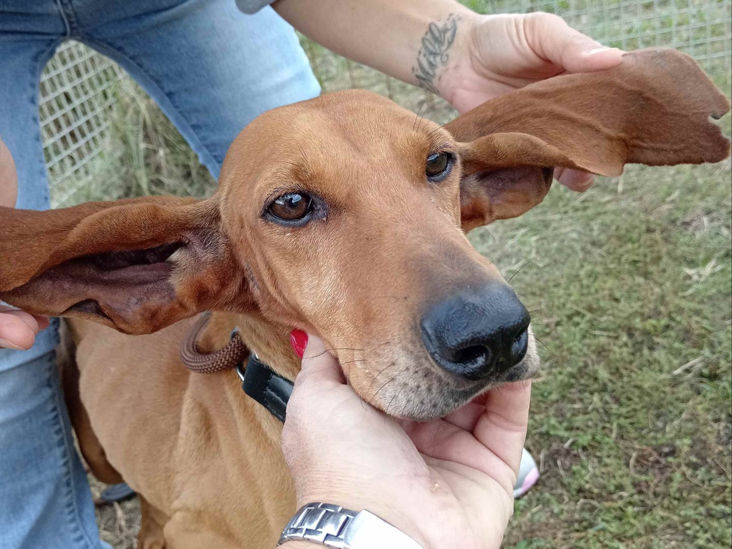 Adotta un cane, maschio, 6 anni  e 5 mesi , Latina