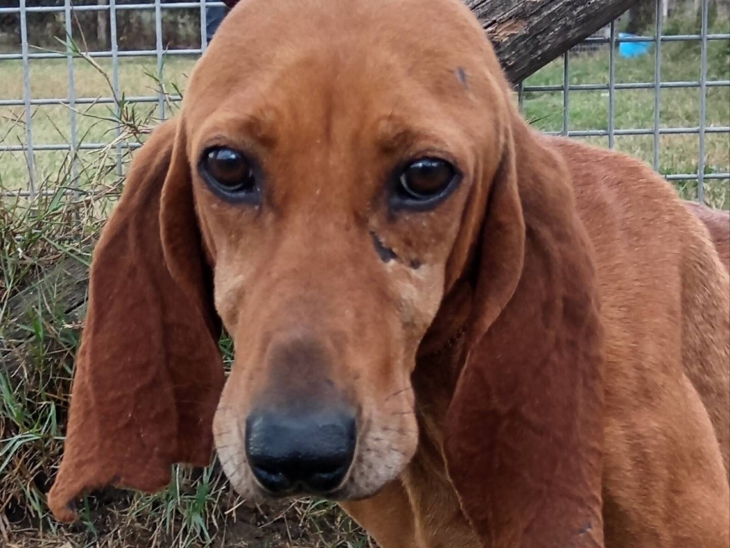 Adotta un cane, taglia media contenuta, maschio, Latina