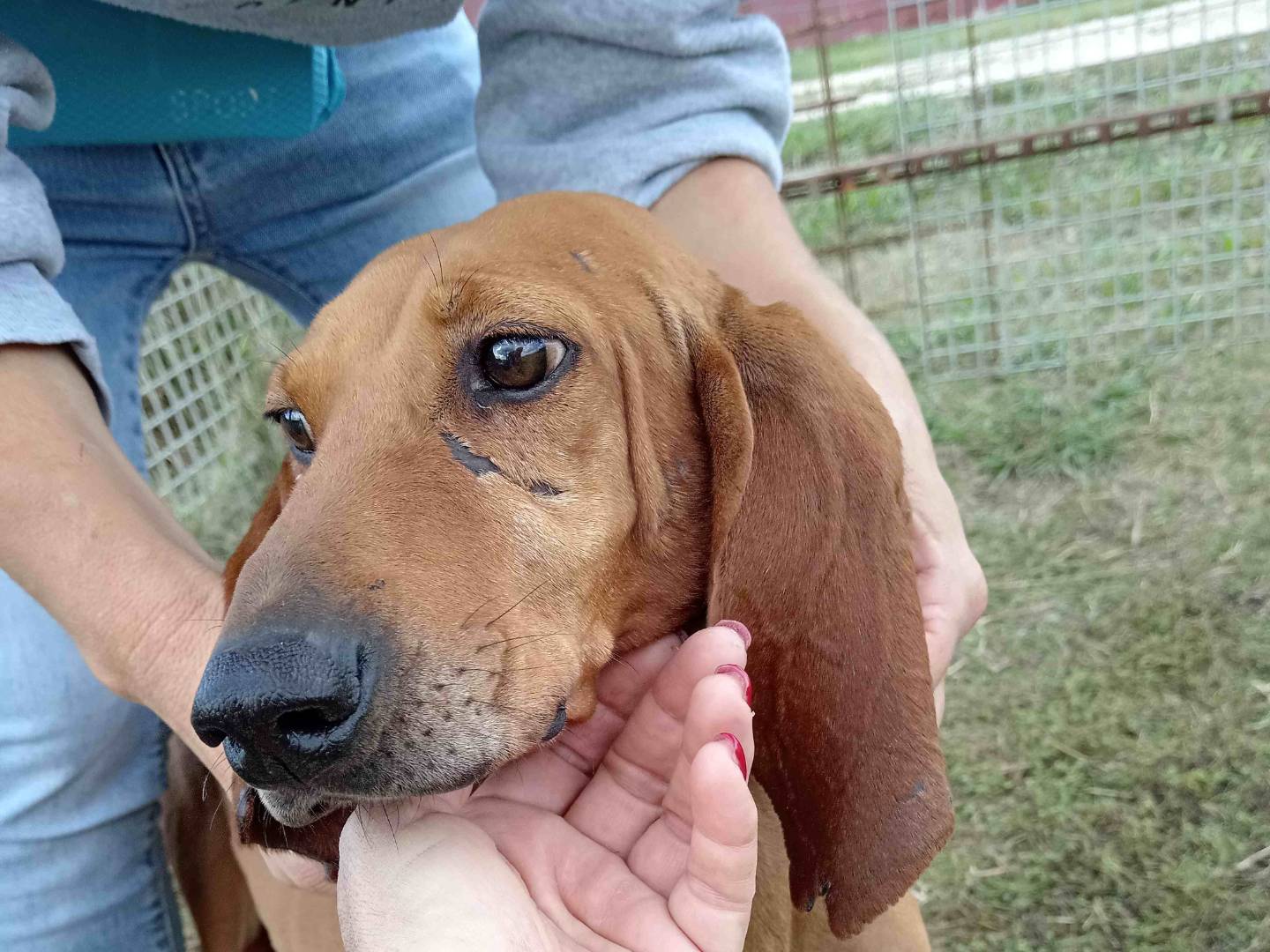 Vuoi adottare un cane a Latina?
