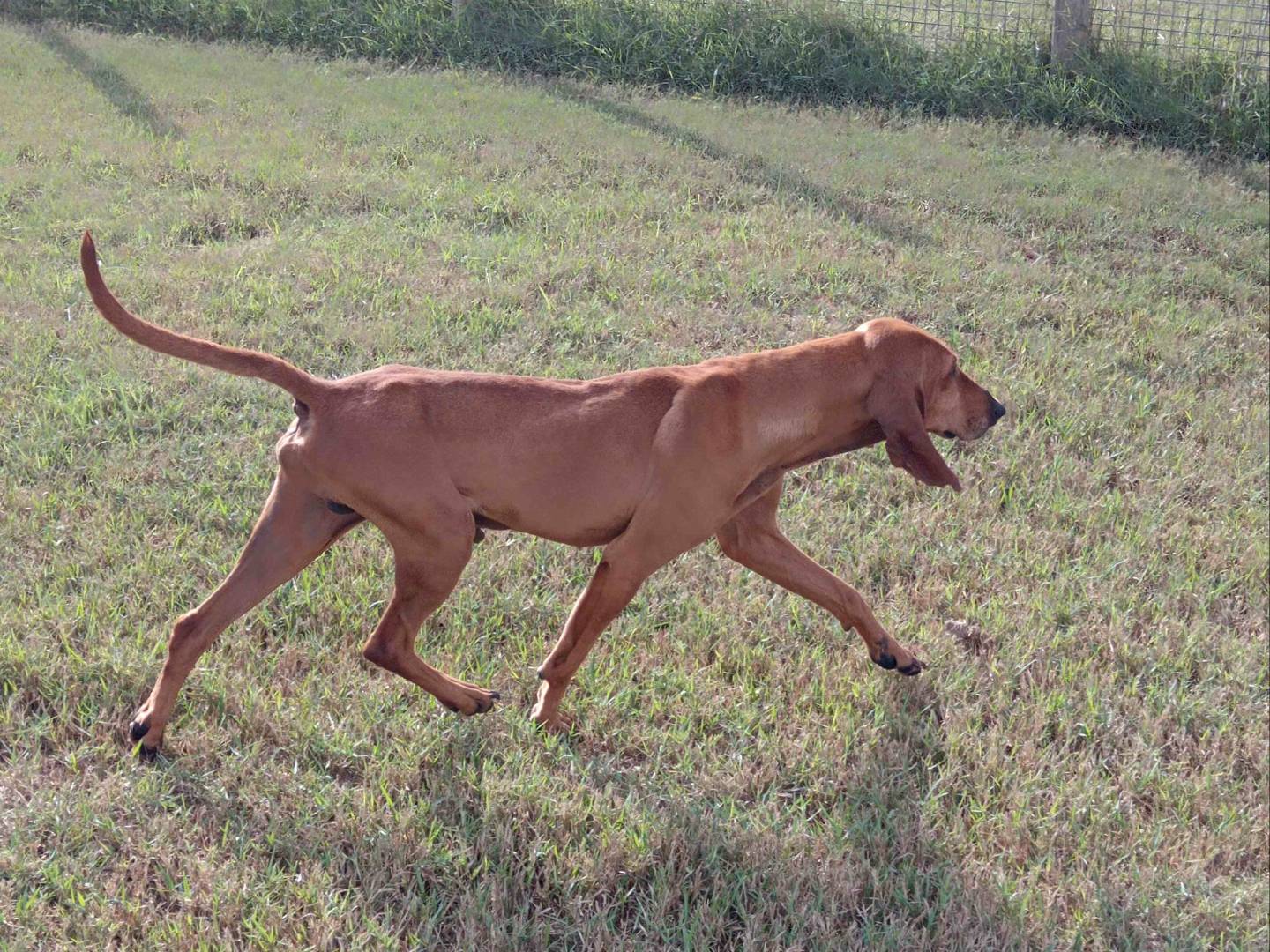 Adotta il cane SEGA a Latina