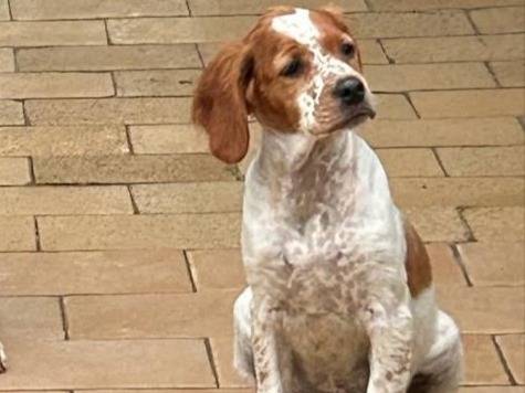 Adozione cane, maschio, Setter Inglese, 2 anni e 3 mesi, taglia media contenuta, Milano