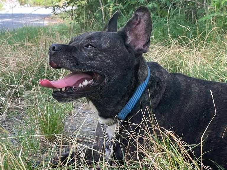 Adotta un cane, femmina, 5 anni  e 4 mesi , Genova