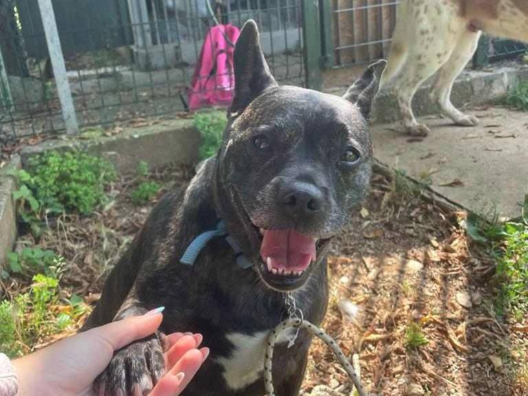 Vuoi adottare un cane a Genova?