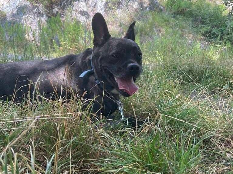 Adotta il cane Chicca a Genova