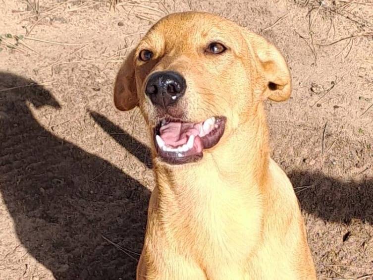 Adozione cane, maschio, meticcio, 2 anni e 5 mesi, taglia media contenuta, Crotone
