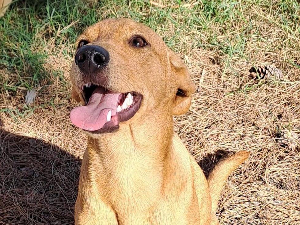 Adotta un cane, maschio, 2 anni e 5 mesi, Crotone