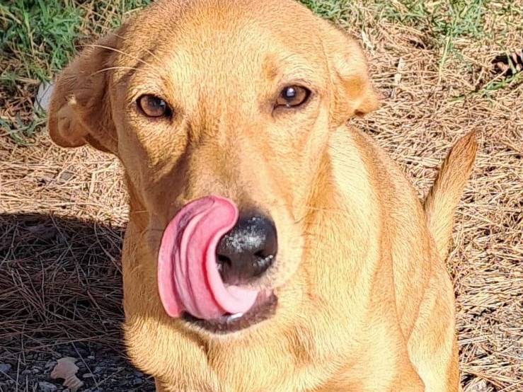 Adotta un cane, taglia media contenuta, maschio, Crotone