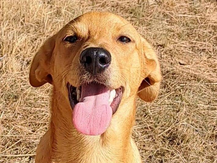 Vuoi adottare un cane a Crotone?