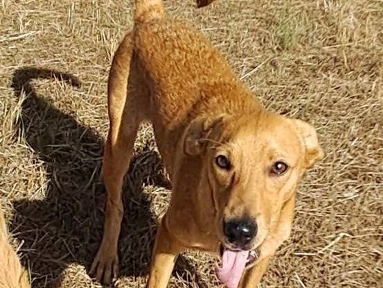 Adotta il cane MAC a Crotone