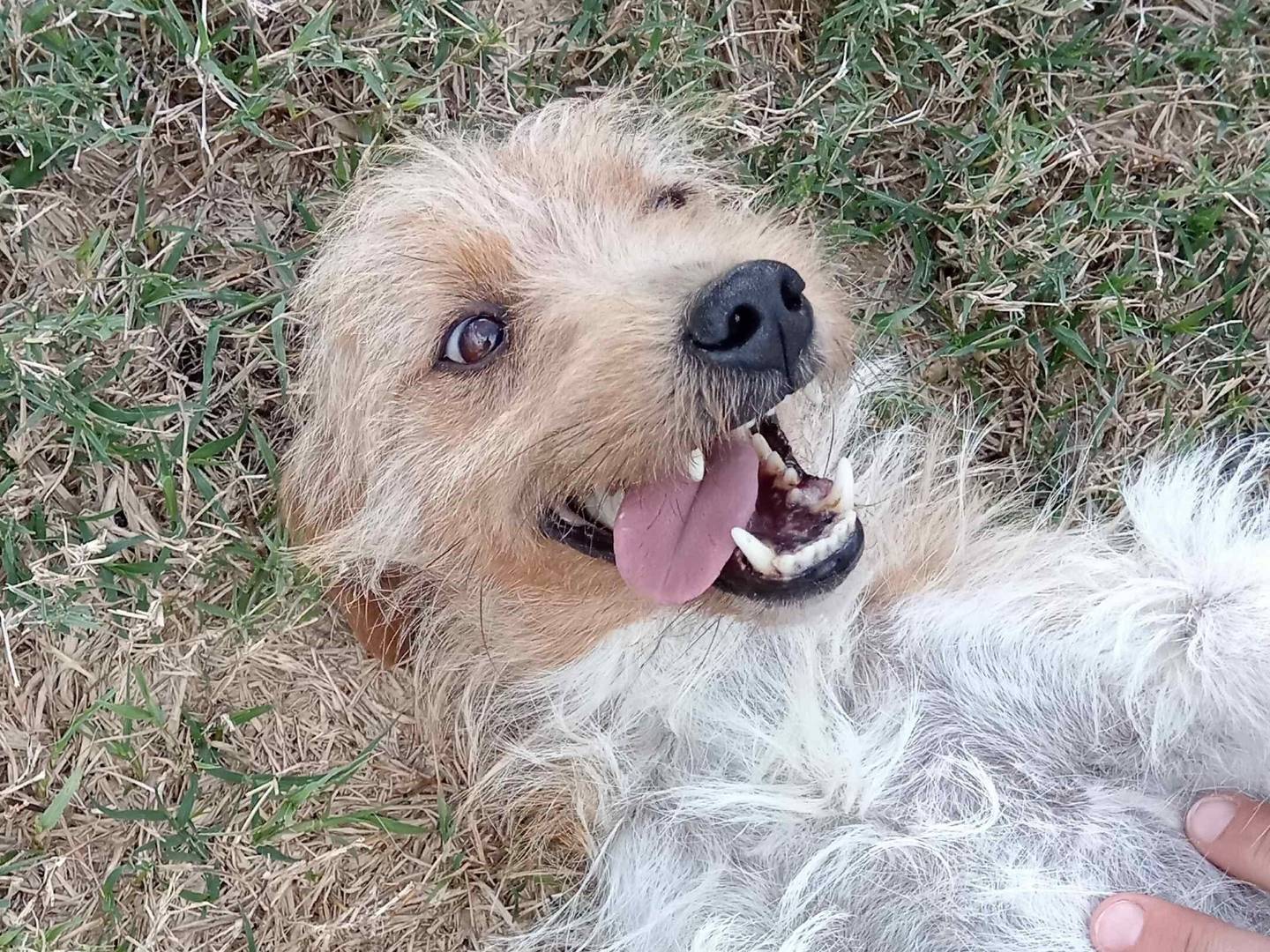 Foto dell'animale