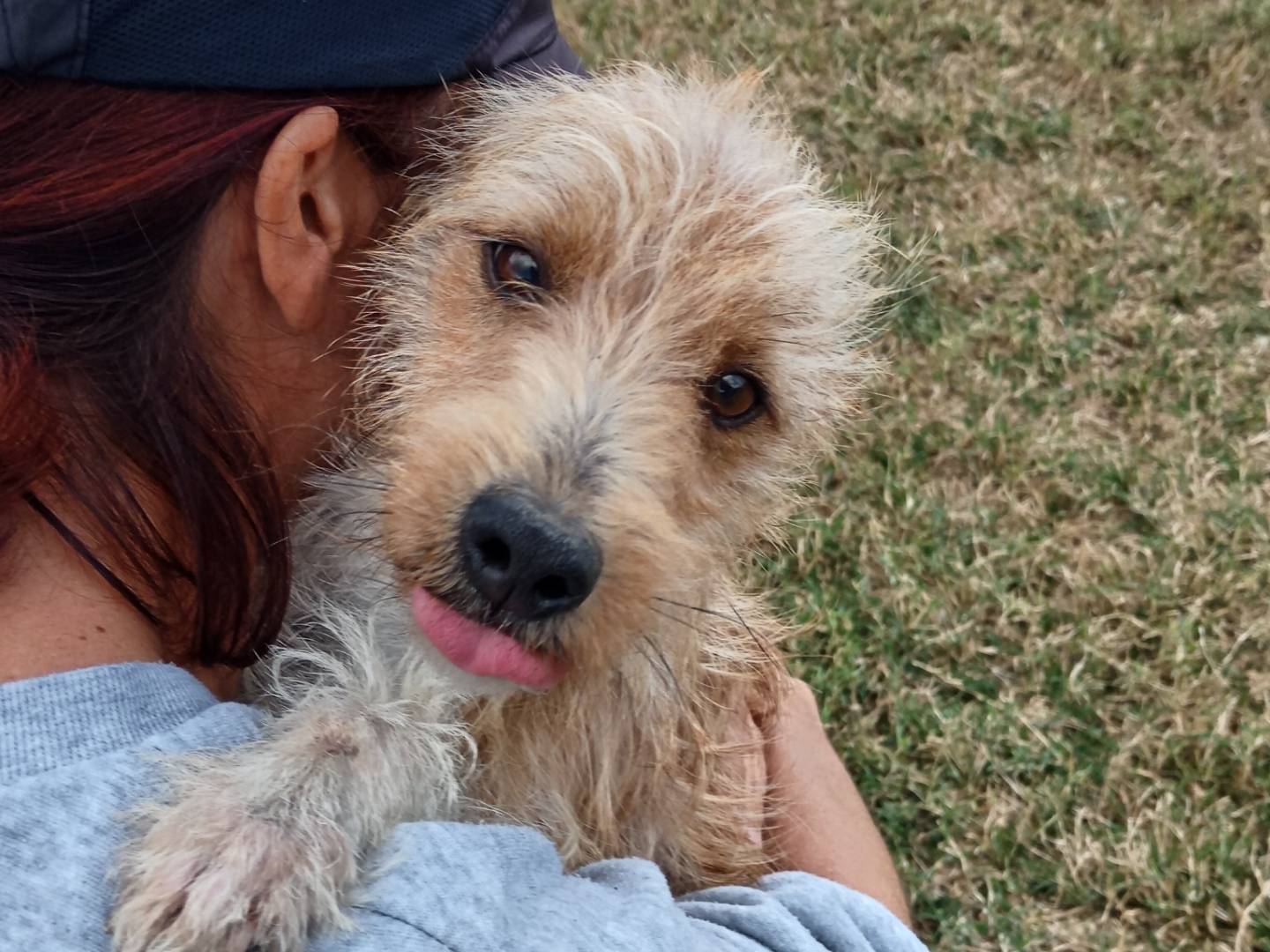 Adotta un cane, maschio, 7 anni  e 4 mesi , Latina