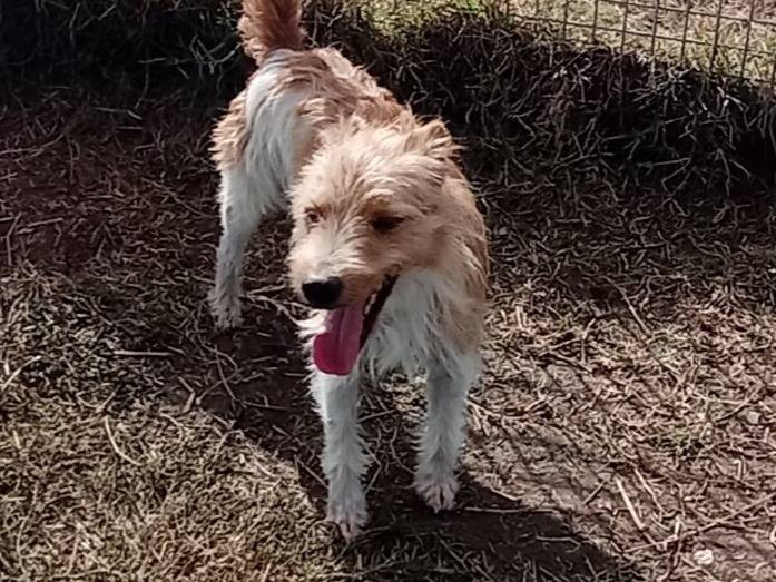 Adotta un cane, taglia piccola, maschio, Latina