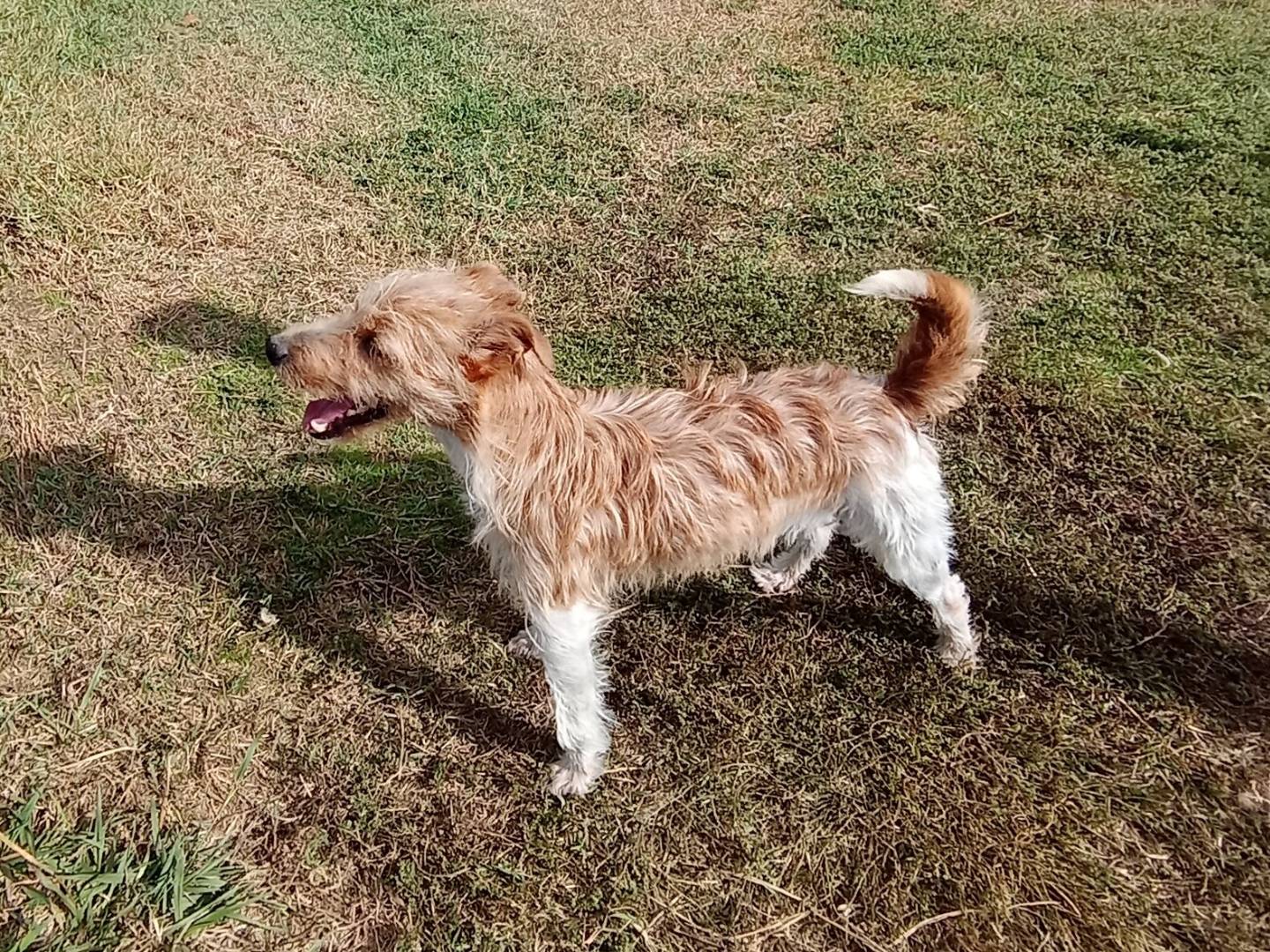 Vuoi adottare un cane a Latina?