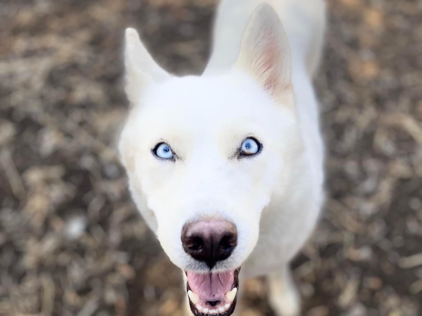 Adozione cane, femmina, Siberian Husky, 5 anni e 11 mesi, taglia media, Siracusa