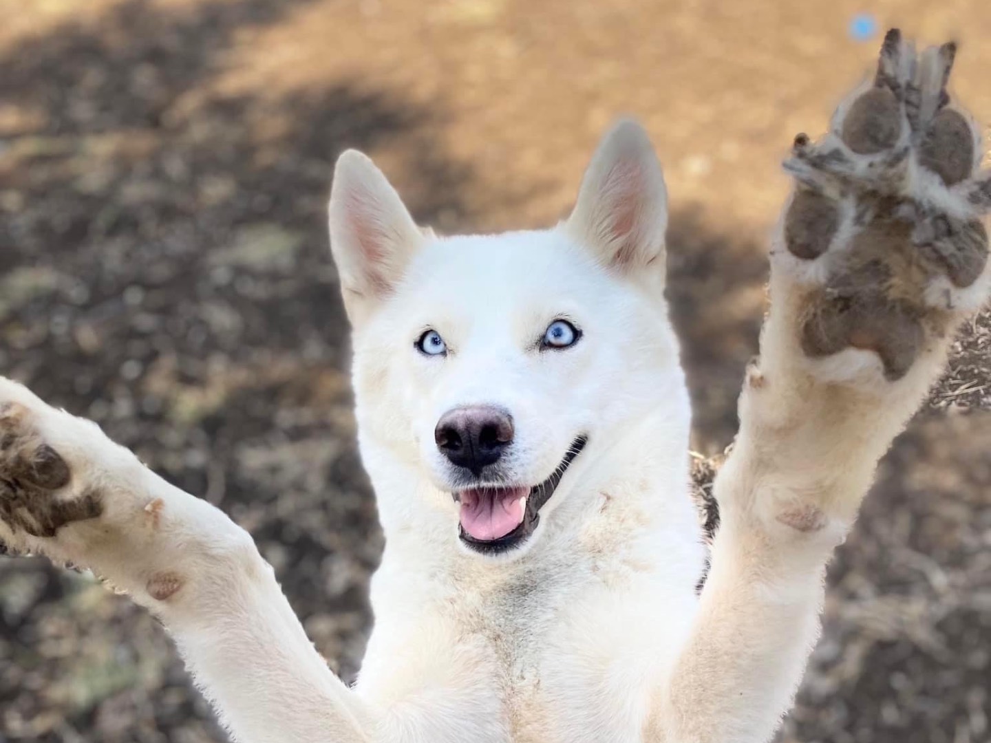 Adotta un cane, femmina, 5 anni e 11 mesi, Siracusa