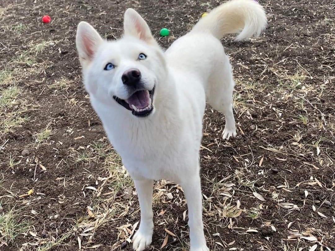 Adotta un cane, taglia media, femmina, Siracusa