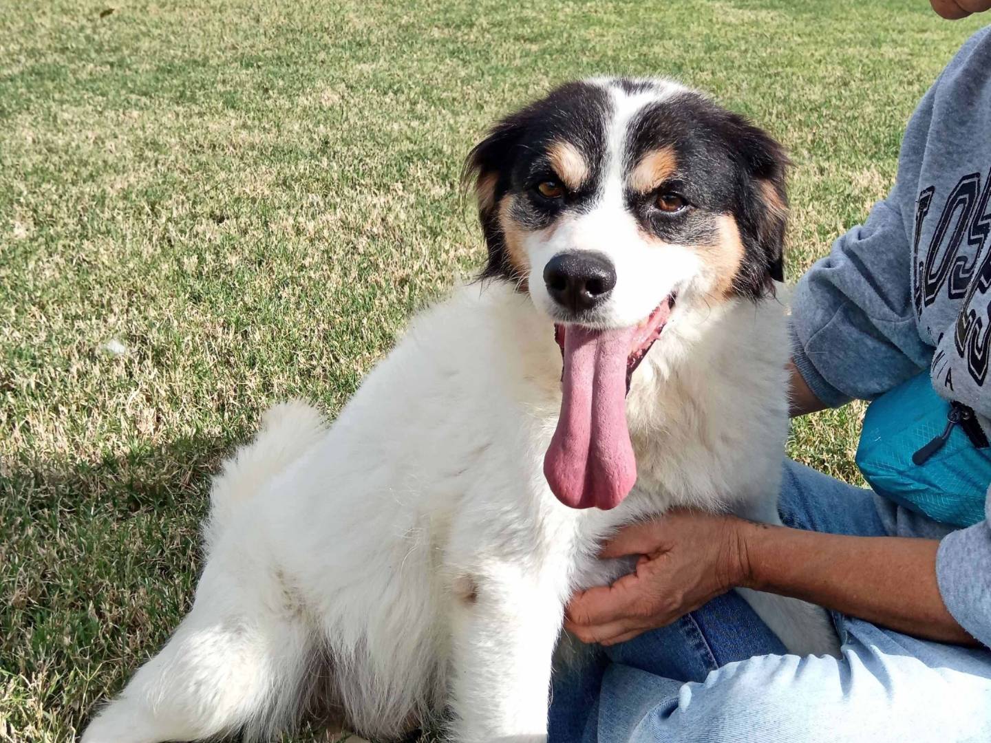 Adozione cane, maschio, meticcio, 2 anni  e 5 mesi , taglia media contenuta, Latina