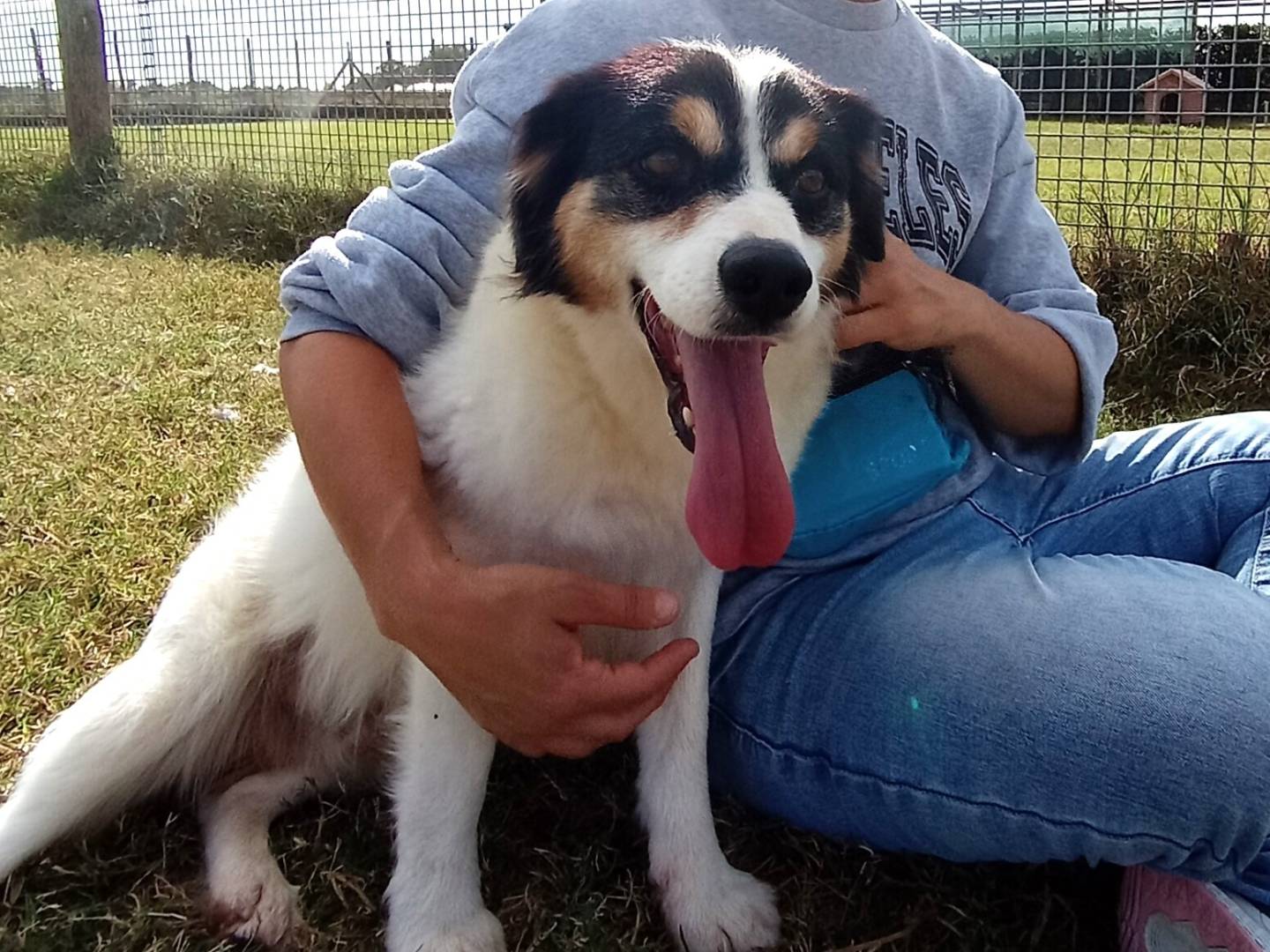 Adotta un cane, maschio, 2 anni  e 5 mesi , Latina