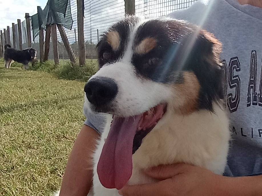 Adotta un cane, taglia media contenuta, maschio, Latina