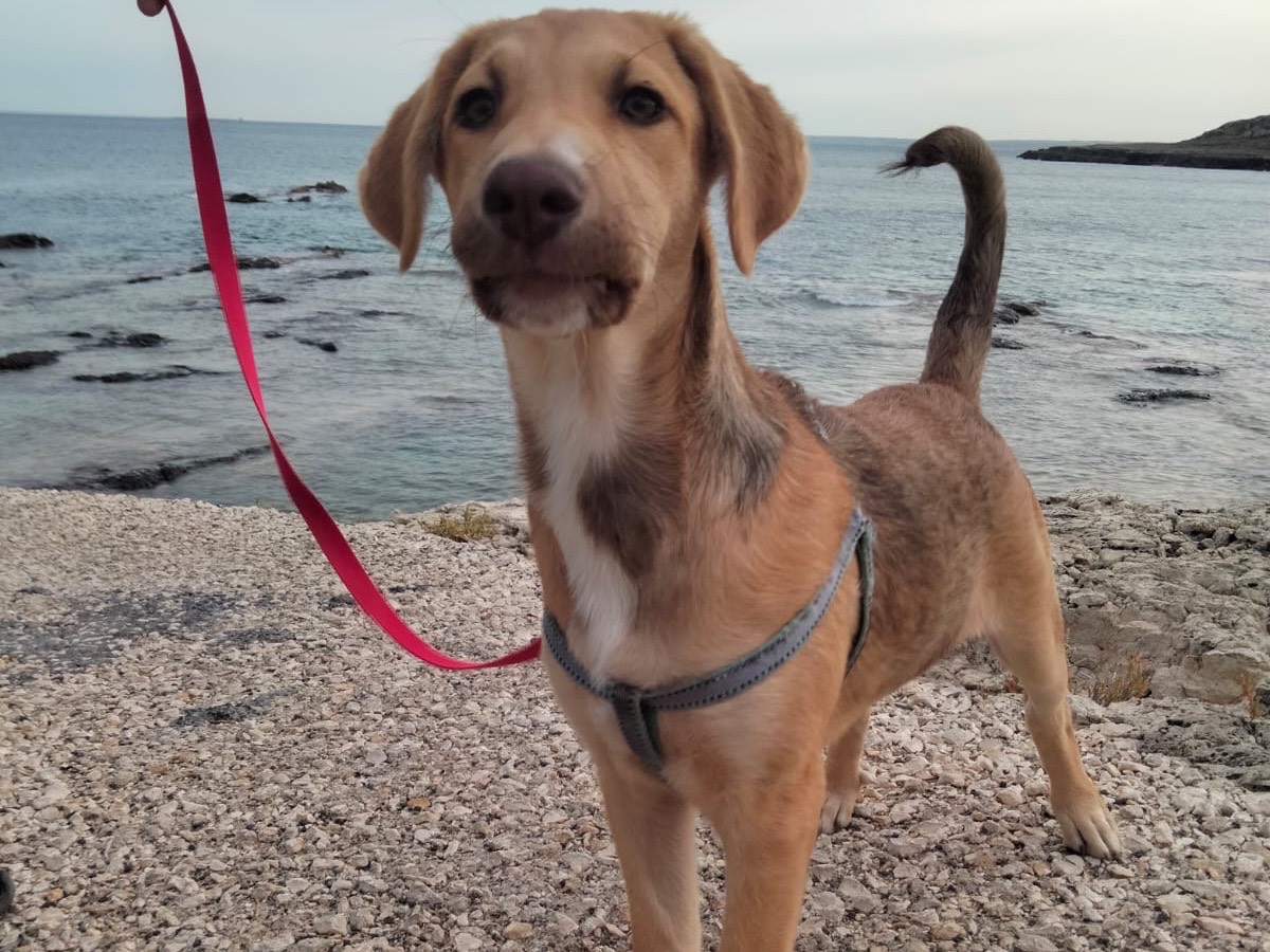 Adozione cane, femmina, meticcio, 3 anni e 2 mesi, taglia media, Siracusa