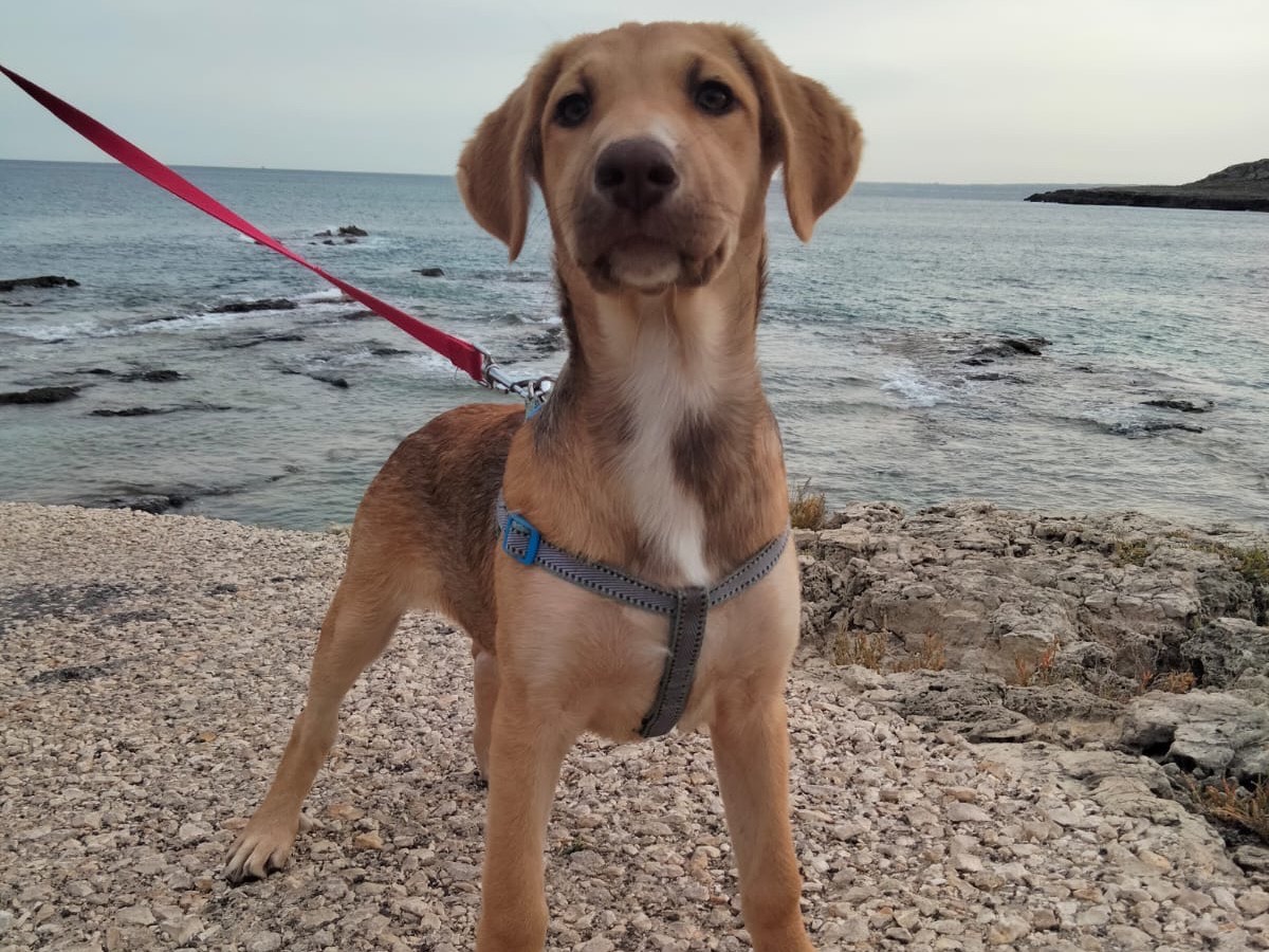 Adotta un cane, femmina, 3 anni e 2 mesi, Siracusa