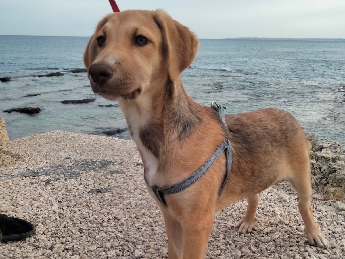 Adotta un cane, taglia media, femmina, Siracusa