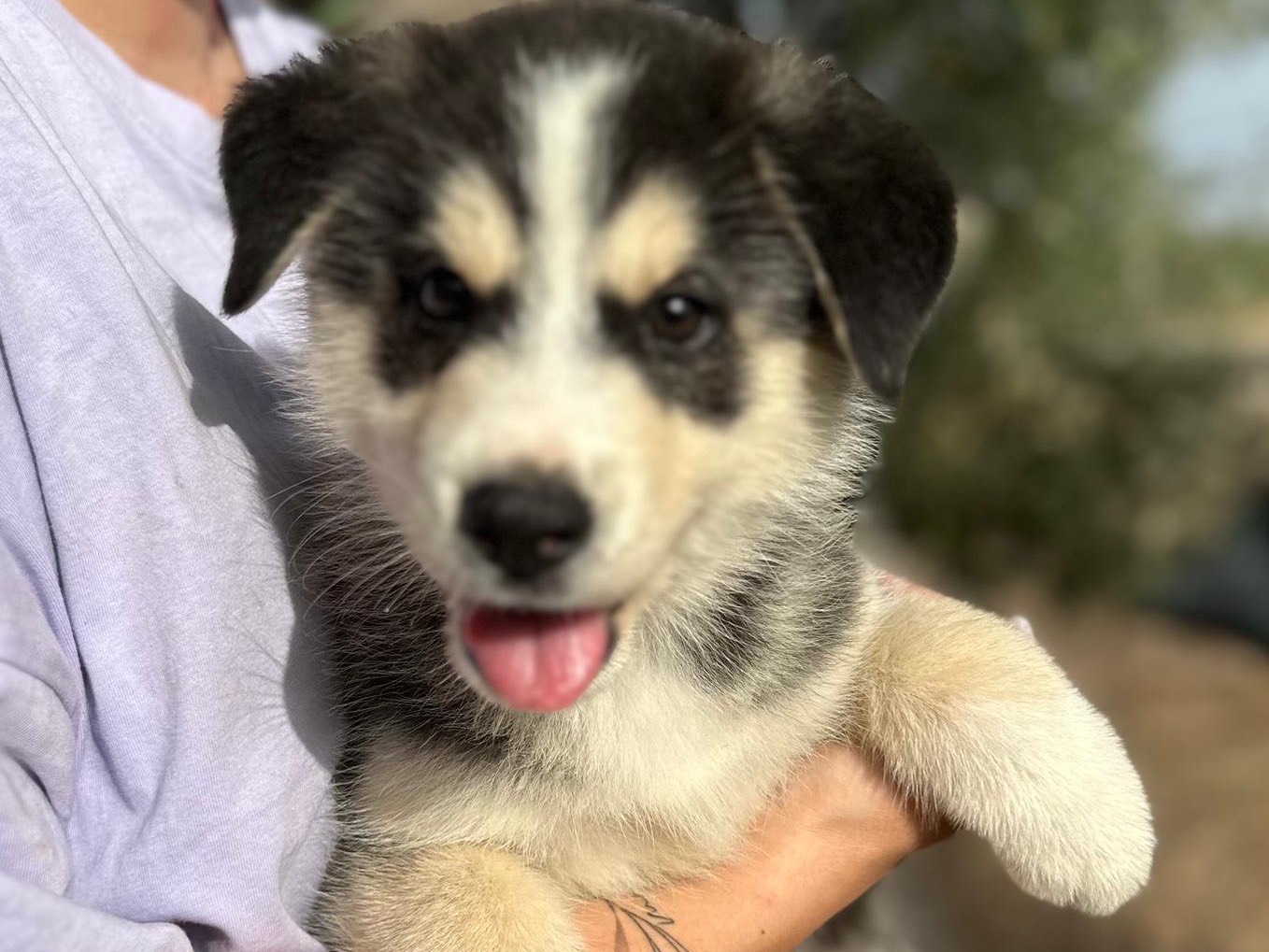 Adozione cane, maschio, Siberian Husky, 3 anni, taglia media, Siracusa