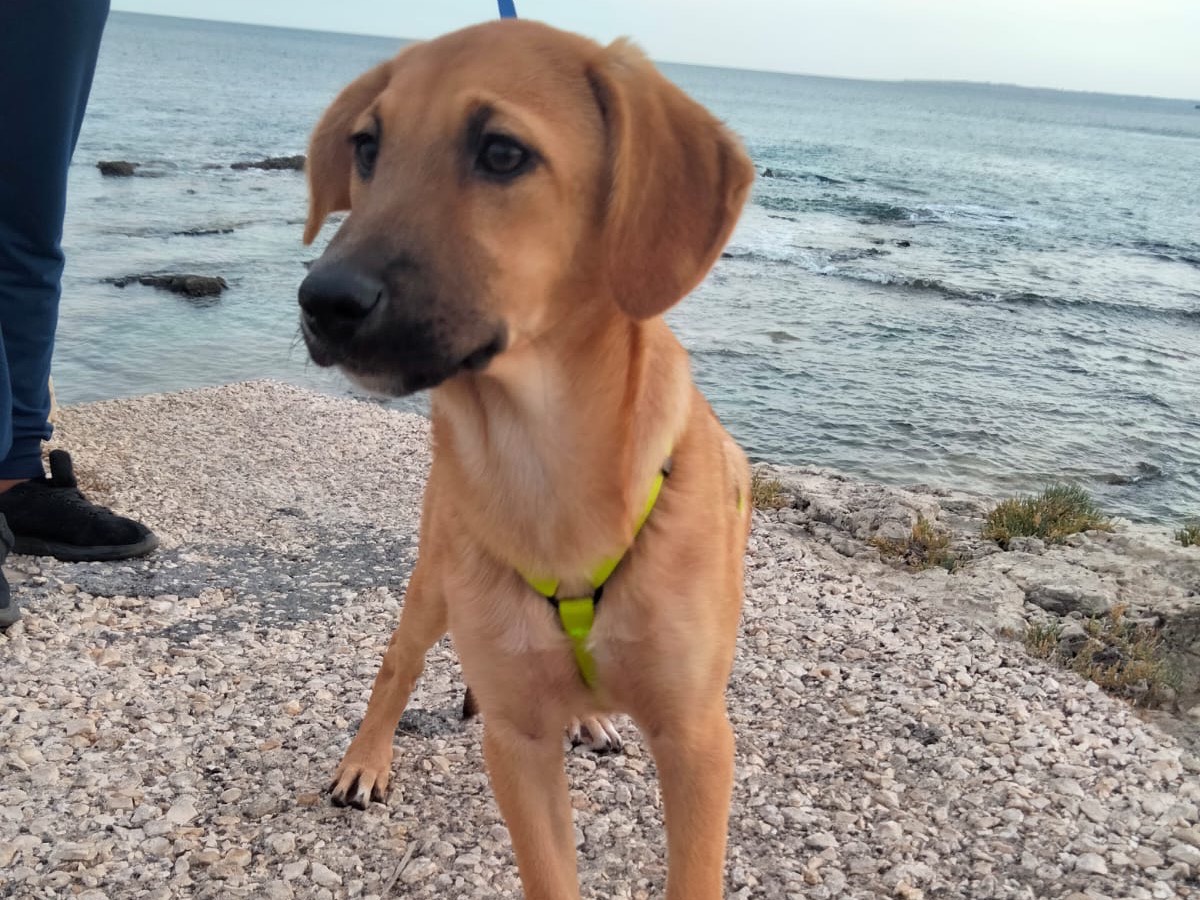 Adozione cane, femmina, meticcio, 3 anni e 2 mesi, taglia media, Siracusa