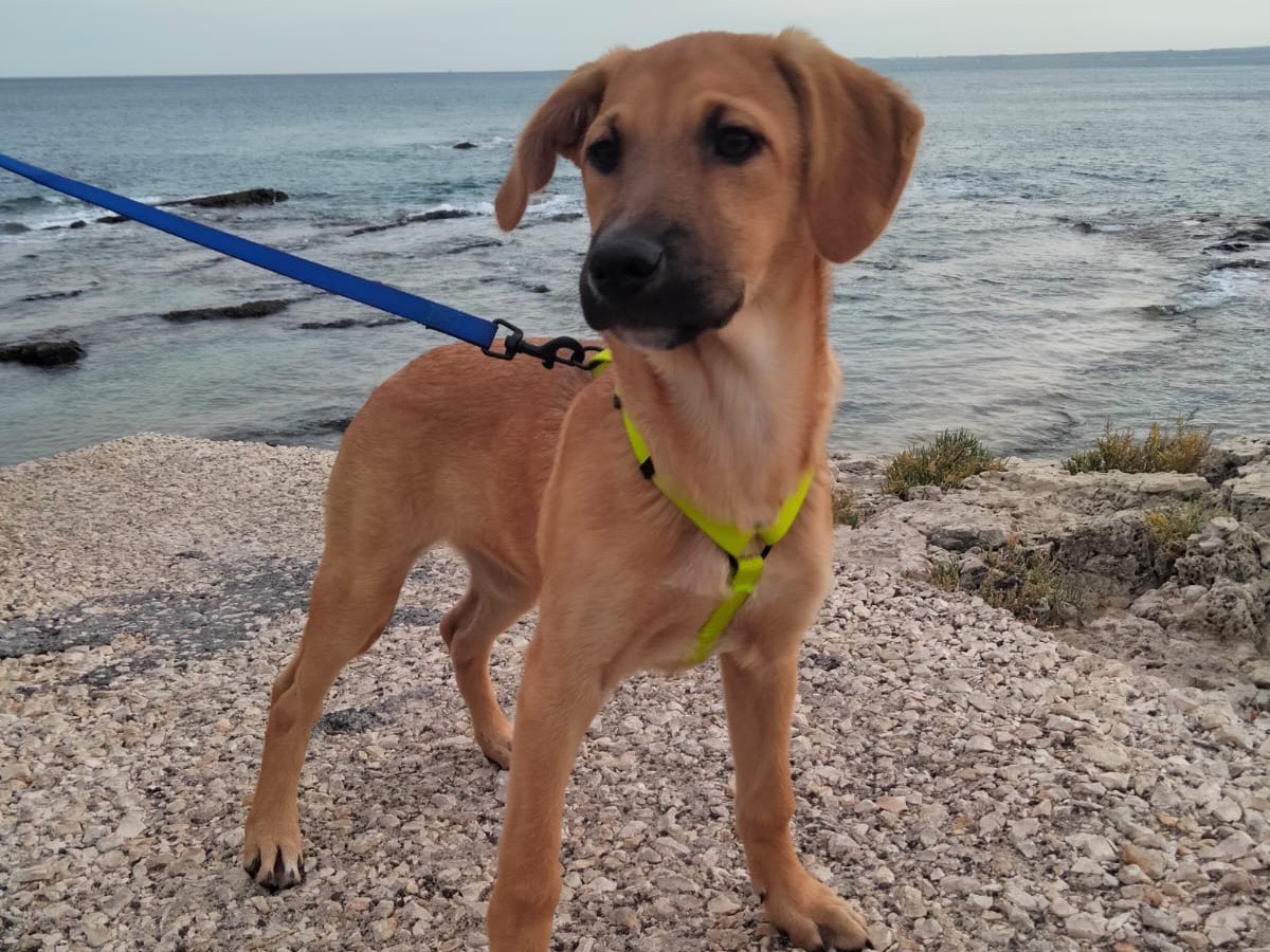 Adotta un cane, femmina, 3 anni e 2 mesi, Siracusa