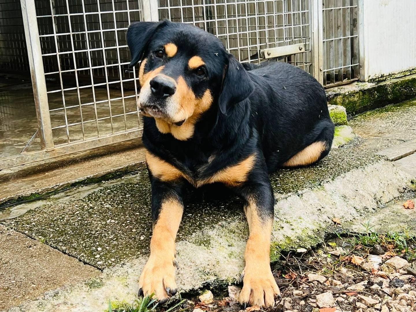 Adotta un cane, taglia grande, femmina, Napoli