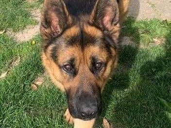 Adozione cane, maschio, Pastore tedesco, 5 anni  e 2 mesi , taglia grande, Pisa