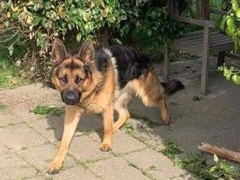 Adotta un cane, maschio, 5 anni  e 2 mesi , Pisa