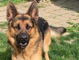 Adotta un cane, taglia grande, maschio, Pisa