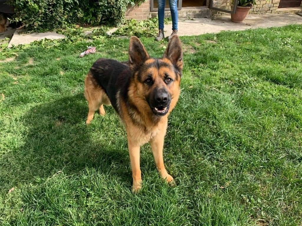 Vuoi adottare un cane a Pisa?
