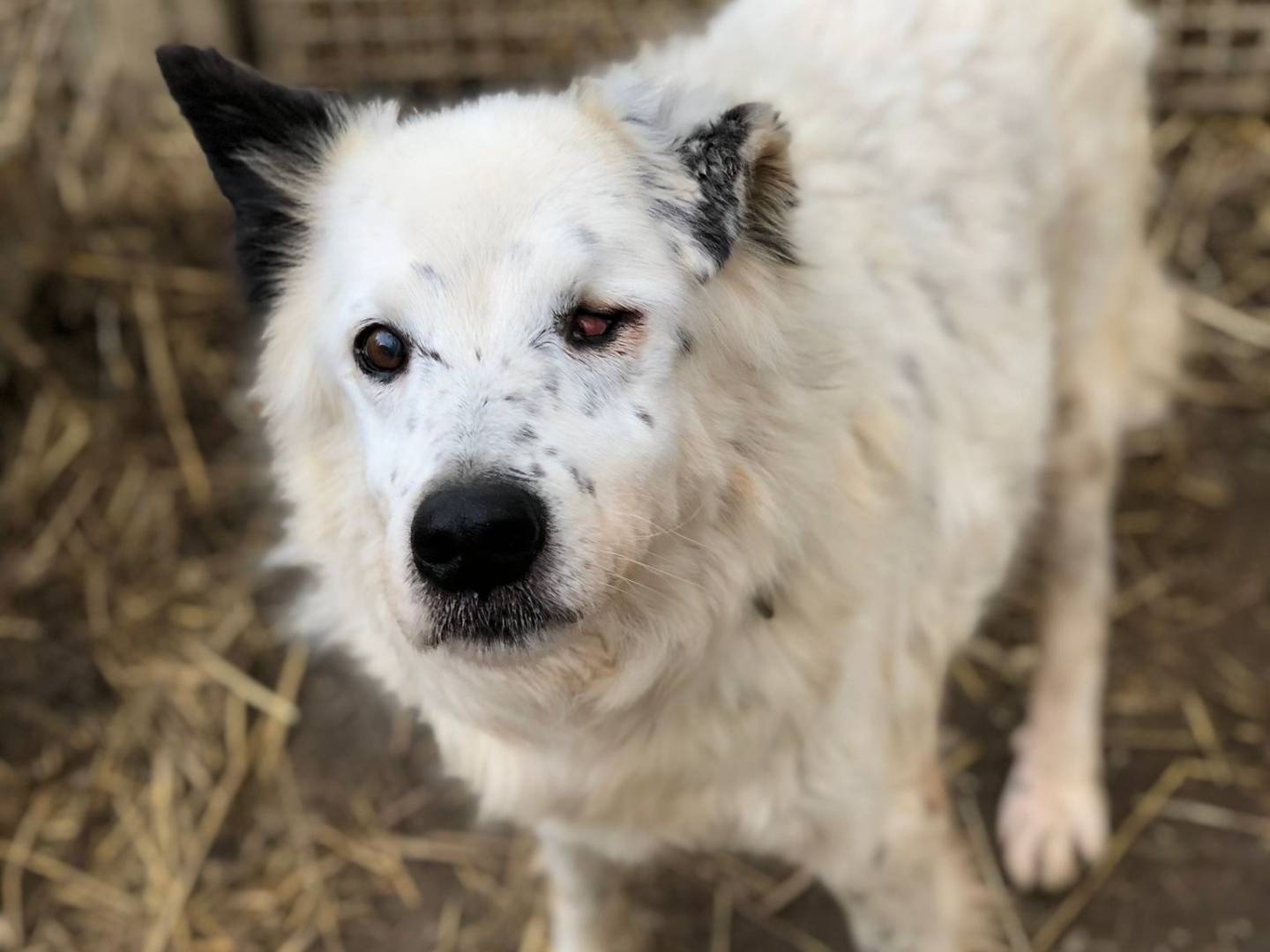 Foto dell'animale