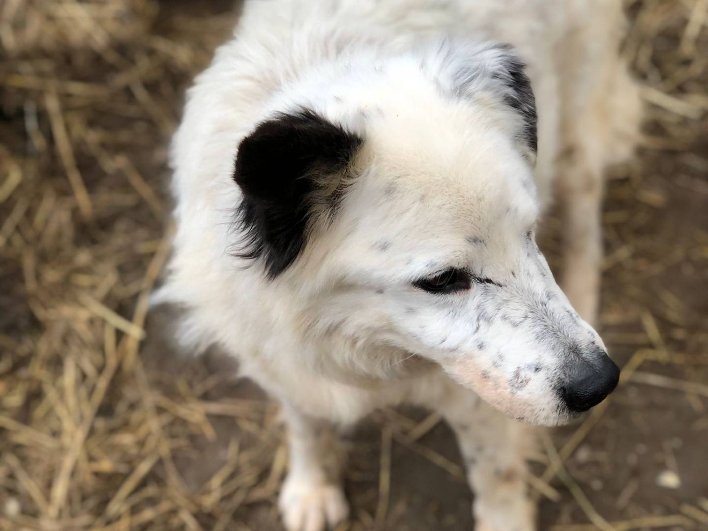 Adotta un cane, maschio, 12 anni  e 4 mesi , Pisa
