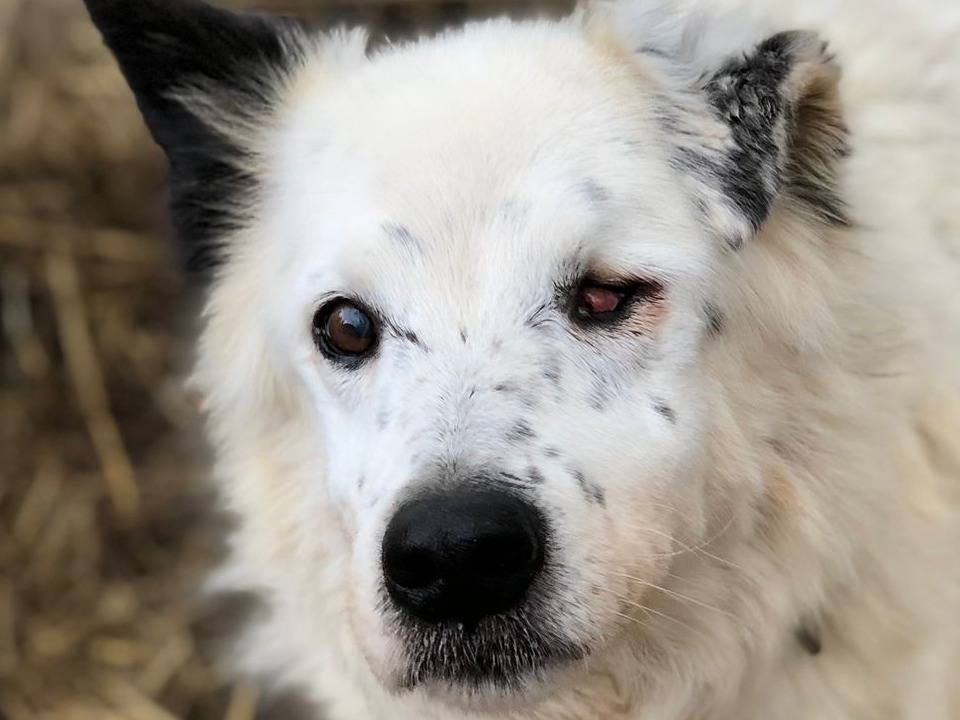 Adotta un cane, taglia media, maschio, Pisa